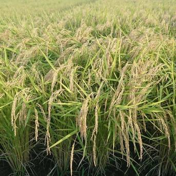 11月下旬発送【新米玄米30kg】令和7年度宮城県産ひとめぼれ「環境保全