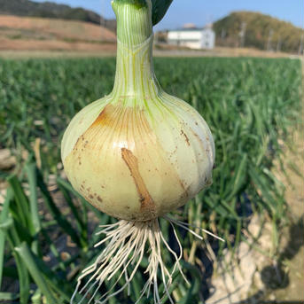 期間限定　新玉ねぎ8kg🧅シャーロットオニオン🧅今が旬 新玉ねぎ約8kg 野菜/玉ねぎ通販