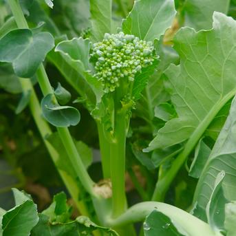 ★ポリポリの食感と野菜の甘味がたまらない★スティックセニョールの頂花蕾(２kg)  [化学農薬・化学肥料不使用] スティックセニョールの頂花蕾(２kg) 野菜/ブロッコリー通販