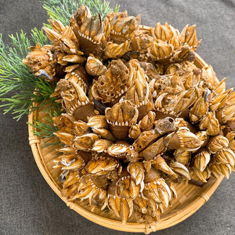 【出汁用】浜名湖産天然カメノテ1pc約250g 1pc約250g入り×4pc 魚介類/その他魚介通販