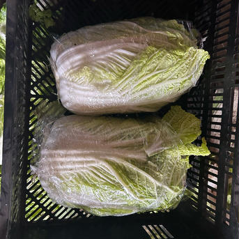山奥で採れた高原野菜だよん 入るだけ入れます。余った隙間におまけの野菜入れます 野菜/白菜通販