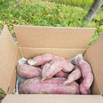 [大•小•多少のキズありMIX] 収穫さつまいも 約2.5~3kg 野菜/さつまいも通販