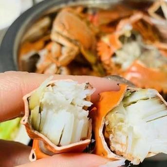 「生出荷！食用イシガニ 石蟹８kg」 活状態での梱包 松島牡蠣屋 漁師の店長自ら漁獲です！目安：8ｋｇで80杯程度 活カニ 活蟹 生蟹 生カニ 活かに 生かに 8kg 魚介類/カニ通販