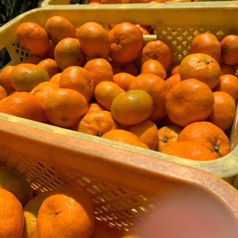 送料込でお買い得。酸味が少なくコクのある甘さ。『大津みかん』10kg 10kg 果物/温州みかん通販