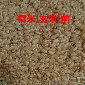 高知県産 令和4年産 コシヒカリ玄米20㎏(袋込み) 20㎏ 米・穀物/米/精米通販