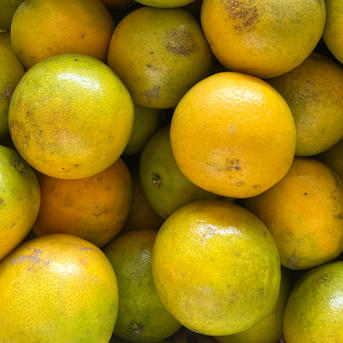 数量限定❗️国産バレンシアオレンジ🍊　家庭用5kg 5kg 果物/オレンジ・その他みかん通販