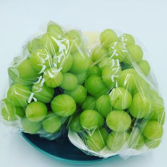 【濃厚芳醇】シャインマスカット 2kg 3-4房 佐賀県唐津産 2kg 果物/ぶどう通販