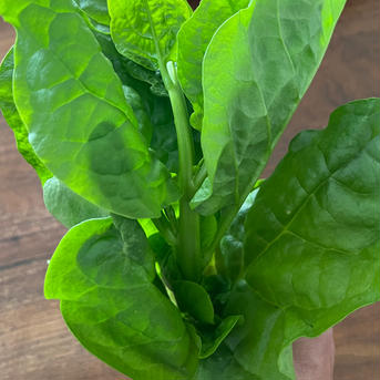 有機ツルムラサキ 1kg（150gパック✖️7袋） 野菜/その他野菜通販