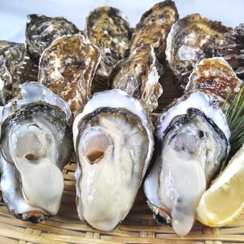 生食用牡蠣１０ｋｇ松島牡蠣屋 生食可能な殻付き牡蠣 生牡蠣 生食用 10kg 魚介類/牡蠣通販