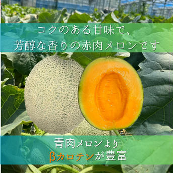 ルピアレッド　3L2玉 3L(2玉2.6〜3.2kg) 果物/メロン通販