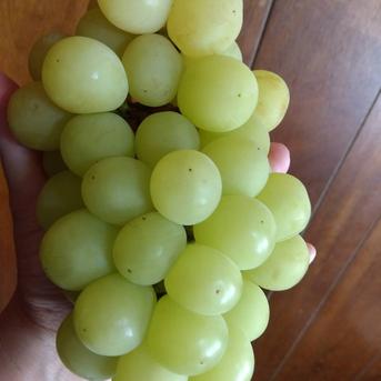 訳ありシャインマスカット　2kg2房〜5房 2kg 果物/ぶどう通販