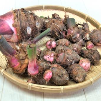 【おすすめ商品】農薬不使用栽培　ホクホク美味しい里芋赤目（セベレス） 親芋含め大小混合　4.0㎏ 野菜/里いも通販