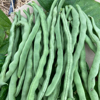 インゲン豆　1キロ 1キロ 野菜/その他野菜通販