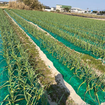 噂の...香川県産✨乾燥にんにく大サイズ箱込4kg 箱込4kg 野菜/にんにく通販