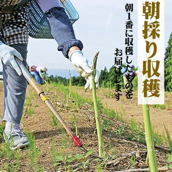 朝採りアスパラガス　Mサイズ　１ｋｇ（約50本）　新潟県産　 1kg 野菜/アスパラガス通販