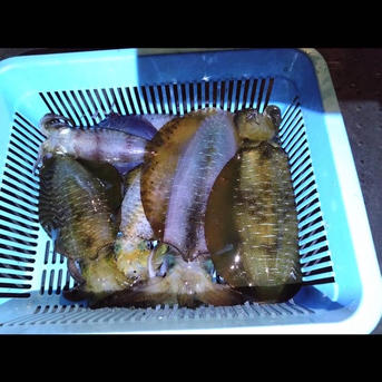 釣りたて 冷凍アオリイカ 4杯 約4キロ 止まらないドラグ、エギング好きの