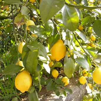 広島県産 瀬戸田レモン 1㎏ C品（訳あり） 有機JAS法準拠栽培 | 果物