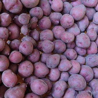 無農薬】希少品種じゃがいも5種贅沢食べ比べセット（デストロイヤー他