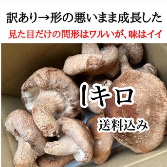 東北地方の方用 頑張って成長したが形が悪い徳島県産肉厚歯応えの良い