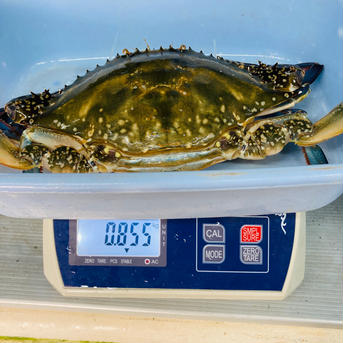 訳あり　活ワタリガニ　メス（特大）800-850g×2匹 あり　活ワタリガニ　メス（特大）800-850g×2匹 魚介類/カニ通販