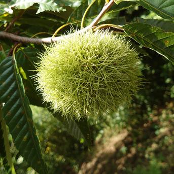今年もよろしくお願いします♪くりやまサンちの栗🌰1kg 1kg 果物/栗通販