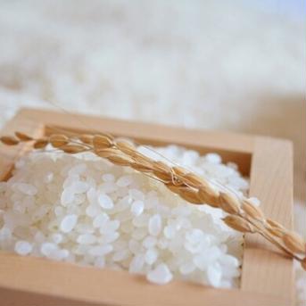 北海道産令和2年産ななつぼし白米5kg 5kg 米・穀物/米/精米通販