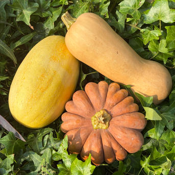 見た目も楽しめる！かぼちゃ詰め合わせセット3種＊固定種＊4.8kg