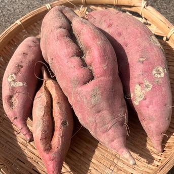 訳あり『さつまいも』遠州金時20㎏～土付き | 野菜/さつまいも 産直