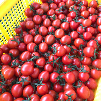 いなかのミニトマト1kg（＊発送先 北海道地方) 1kg 野菜/トマト通販