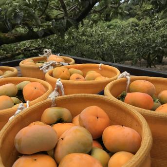 吉田屋のたねなし柿(中谷早生) 箱込み約2kg | 果物/柿 産直アウル 農家