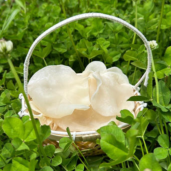 【高知県仁淀川町産・生きくらげ】白あらげきくらげ800g (400g×2P)高知県仁淀川町産 400g×2P 野菜/きのこ通販