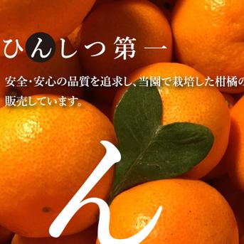 【柑橘の大トロ♪】せとか 2㎏（ご家庭用） せとか（ご家庭用）２㎏ 果物/オレンジ・その他みかん通販