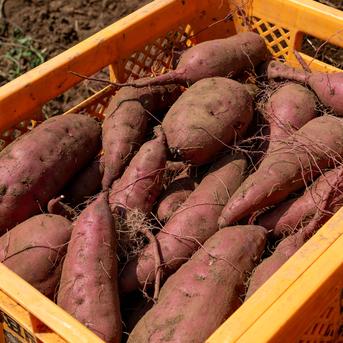 訳あり】茨城県産 紅はるか 平干し芋 150g×6パック ｜ 野菜/野菜の