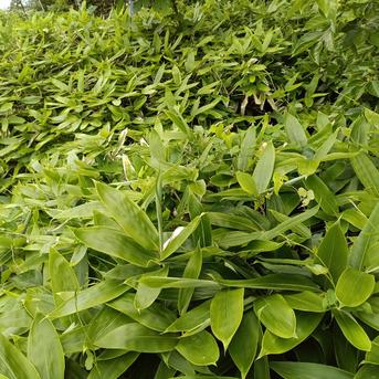 煮出し用クマザサ茶(自然栽培)4袋　国産品健康茶 200g(1袋50gで4袋) お茶/その他のお茶通販