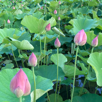 【4周年限定】！高野山麓精進野菜栽培農家が育てた蓮の蓮台ドライフラワー ５０個とちょっとオマケ付き 花・植物/花・植物通販