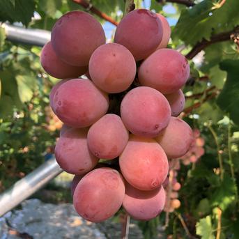 Pokoさま専用　２枚クール便 Pokoさま専用 2枚クール便 Pokoさま専用 2枚クール便