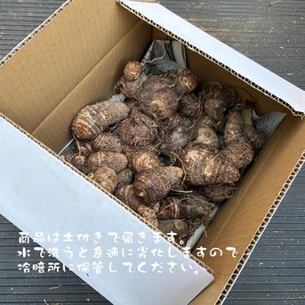 訳あり】サトイモ『土垂』(3KG) 小さめサイズ ｜ 野菜/里いも 産直