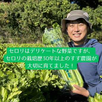 セロリ　Lサイズ　5株 Lサイズ5株 野菜/セロリ通販