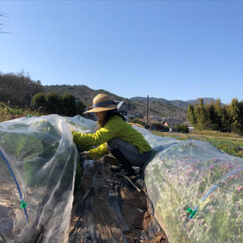 10【数量限定】農薬不使用の旨キャベツ！今だけの柔らかい春キャベツを是非！キャベツ6〜10玉 キャベツ6〜10玉 野菜/キャベツ通販