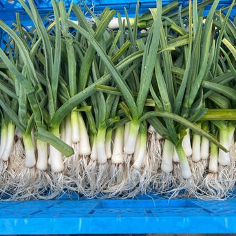 葉ニンニク　500g 500g 野菜/にんにく通販