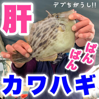 御要望が多かった【肝パンカワハギ詰め合わせ】がやってきました‼️ 3キロ 魚介類/魚介セット・詰め合わせ通販