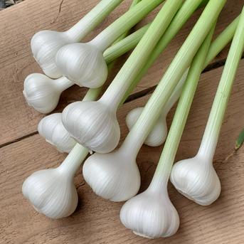 和歌山産 生ニンニク1kg 農薬化学肥料不使用 新にんにく ｜ 野菜