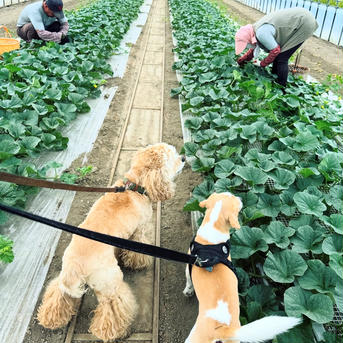 北海道産メロン ルピアレッド(赤肉)6玉入り 北海道産メロン ルピアレッド(赤肉)5玉入り 果物/メロン通販