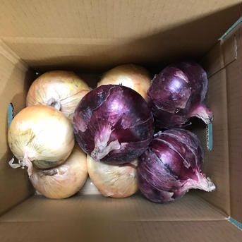 鮮やか彩りセット10kg🧅玉ねぎ大国淡路島からの新玉ねぎ7kgとレッドオニオン3kgのセット 鮮やか彩り10kg 野菜/玉ねぎ通販