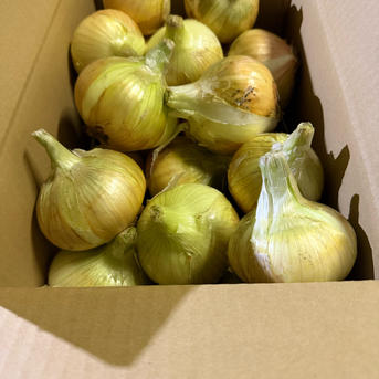福島県会津産の新玉ねぎになります 品種はソニックです ｜ 野菜/玉ねぎ
