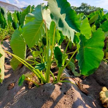 【飲食店向け】親芋 黄金里芋 大和芋 宅急便 10kg さといも サトイモ 山芋 10kg 野菜/里いも通販