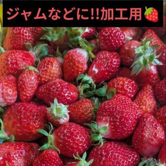 【クール便】加工用いちご^^熊本限定品種!!ゆうべに(2kg) 加工用▶規格外いちご1kg×2箱 果物/いちご通販