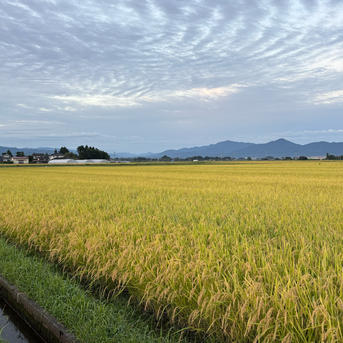 農家産　　6年新米 はえぬき 玄米 10キロ 送料無料 令和7年度産米 はえぬき 玄米 10キロ | 米・穀物/玄米