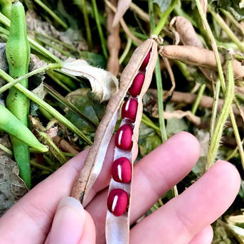お待たせしました！新豆お節の準備始めませんか？高級品種丹波黒豆➕大納言小豆 丹波黒豆300g➕大納言小豆300g➕とら豆300g 野菜/豆類通販