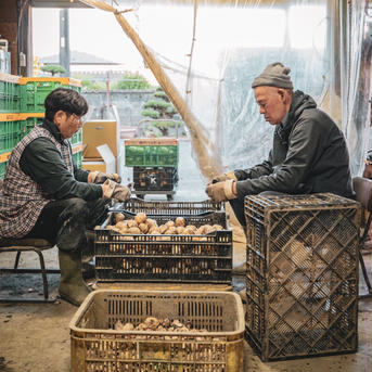 【節減農薬栽培（当地比50%減）れんこん1.8キロ】 1.8㎏ 野菜/蓮根通販